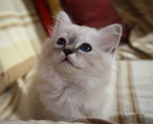 Gipsy